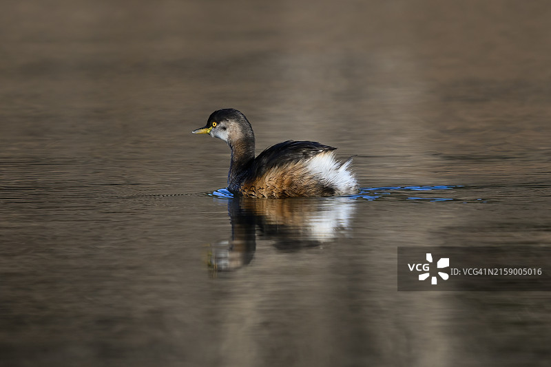 非繁殖期的澳洲小鸊鷉图片素材