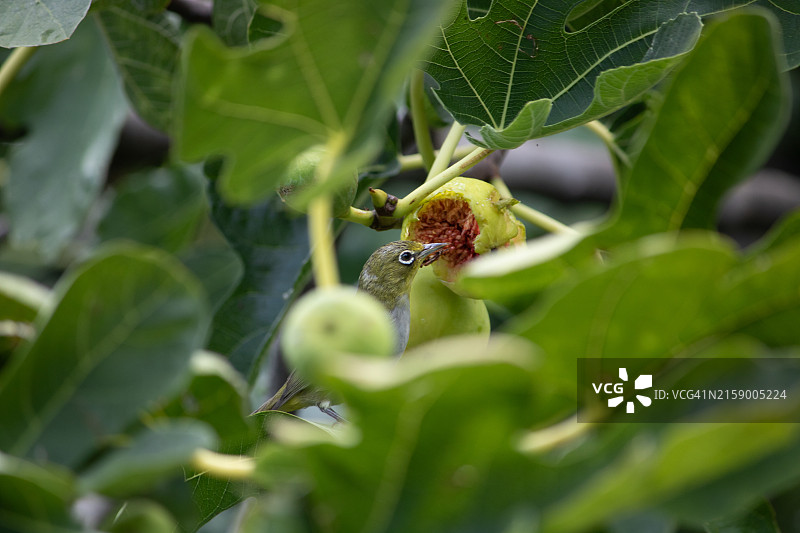 昆虫在植物上的特写图片素材