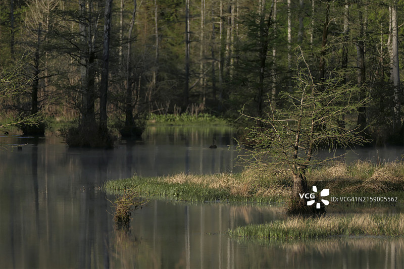 美国森林湖畔树木图片素材