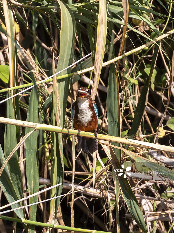 特写：鹛鸟栖息在植物上图片素材