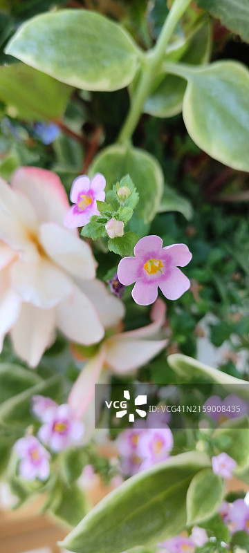 美国密歇根州肯特郡的特写开花植物图片素材