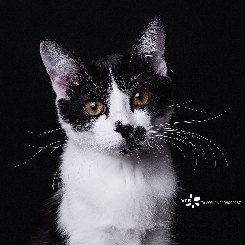 猫咪特写，巴西圣保罗图片素材