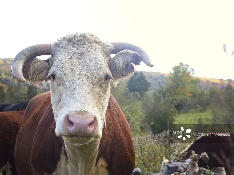 美国佛蒙特州布鲁克菲尔德，田野里站立的奶牛肖像图片素材