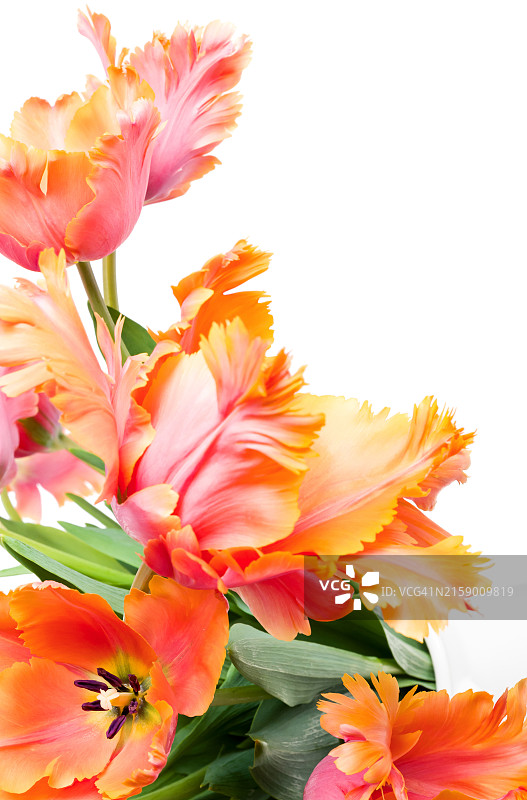 橙色开花植物特写图片素材