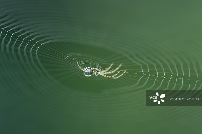 蜘蛛在网上的特写图片素材