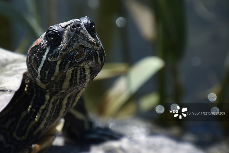 龟壳特写图片素材