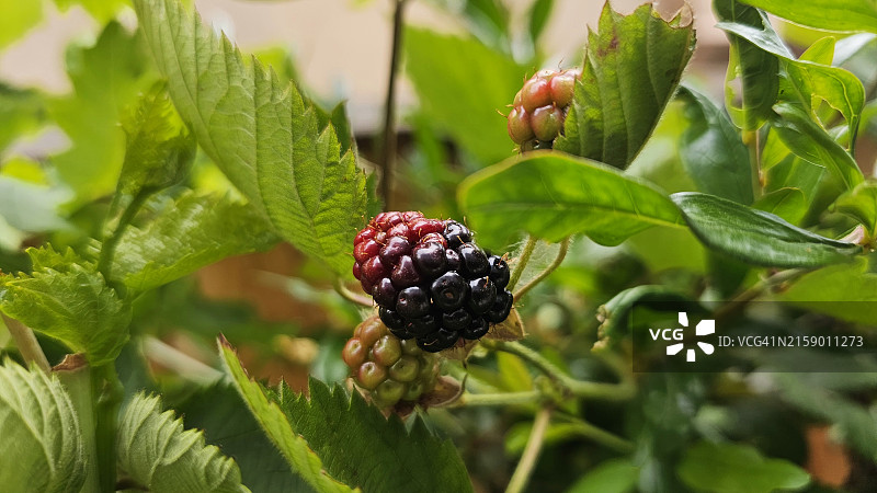 美国加利福尼亚州佩塔卢马市黑莓植物的特写图片素材