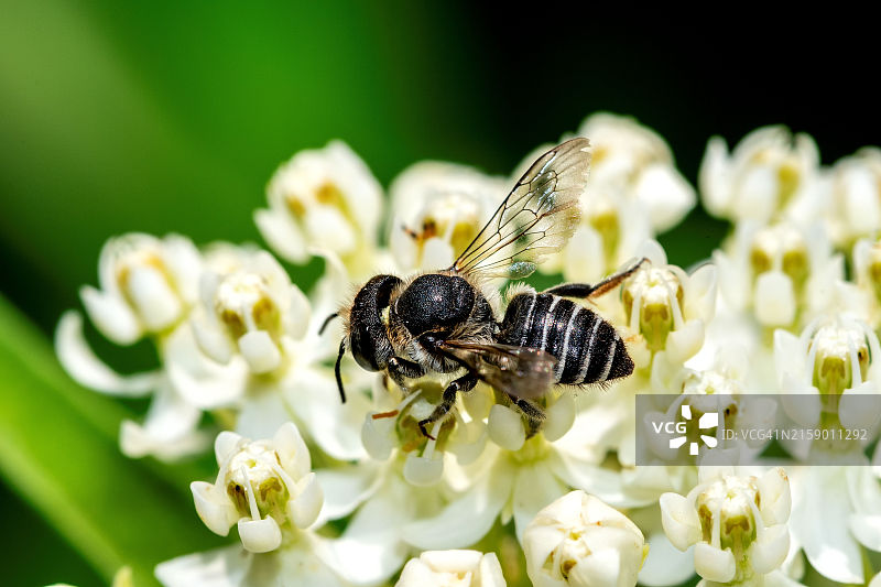 美国伊利诺伊州芝加哥花朵上的蜜蜂特写图片素材