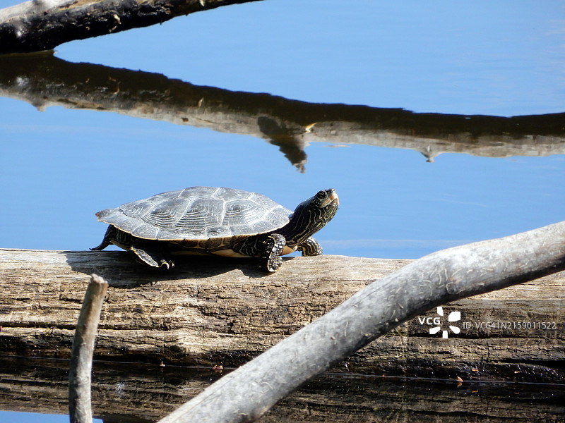 加拿大彼得里岛岸边的红耳龟特写图片素材