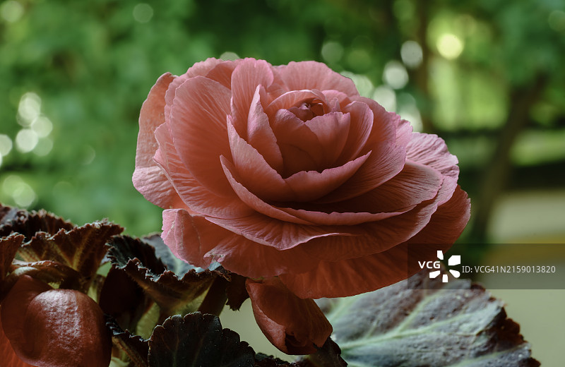 玫瑰植物特写图片素材
