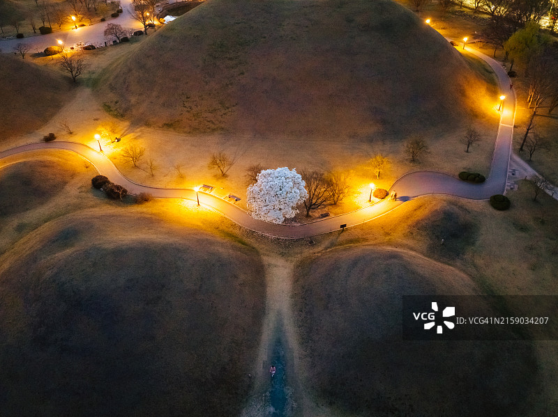 大陵苑古墓群夜景玉兰花图片素材