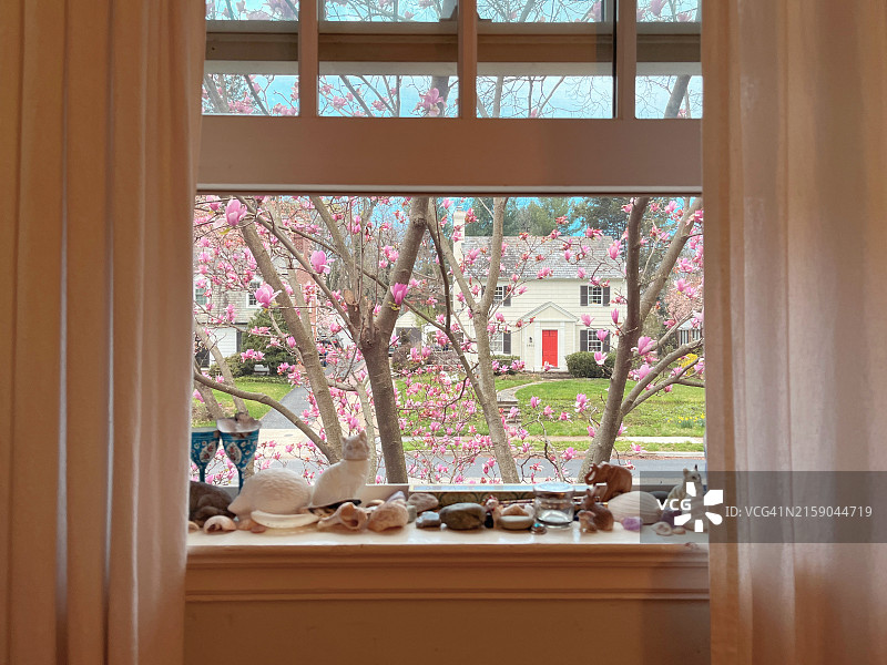 透过阳光照射的窗户看外面盛开的粉红色木兰花，窗帘上的阴影和光线。一排小饰品和珍宝排列在窗台上。图片素材