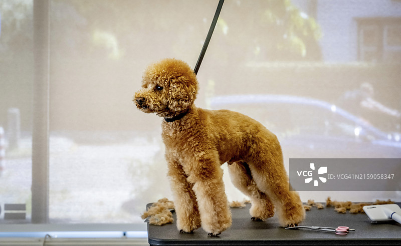 可爱的贵宾犬站着理发图片素材
