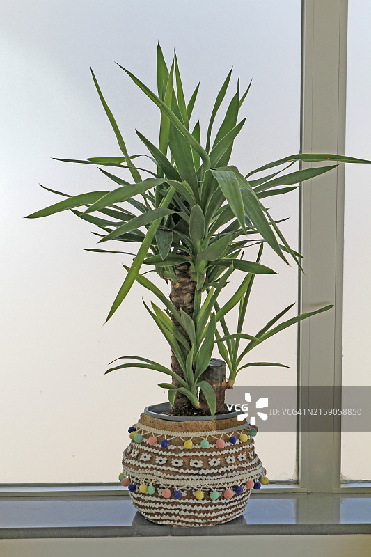 室内丝兰植物图片素材