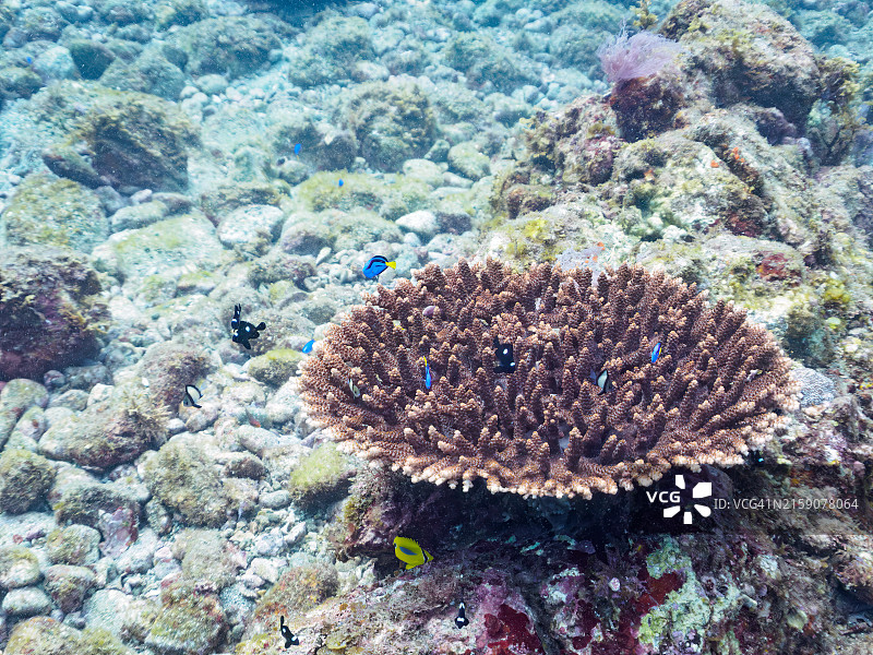 美丽的桌面珊瑚和可爱的幼鱼群图片素材