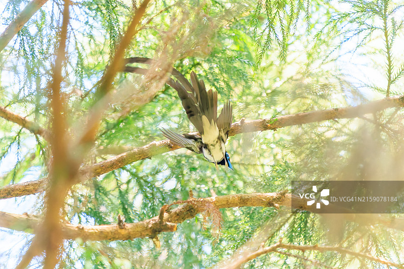 在日本八王子市森林深处捕捉昆虫的长尾美丽紫寿带鸟图片素材