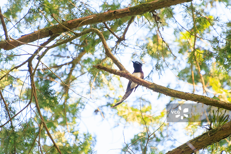 在日本八王子市森林深处捕捉昆虫的长尾美丽紫寿带鸟图片素材