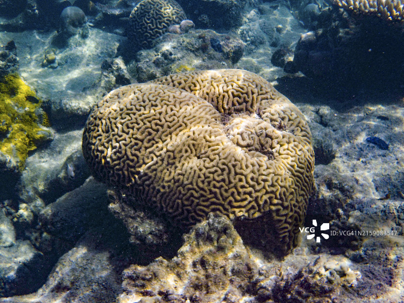 水下景观：大脑珊瑚的自然栖息地，展示其复杂的迷宫状图案图片素材