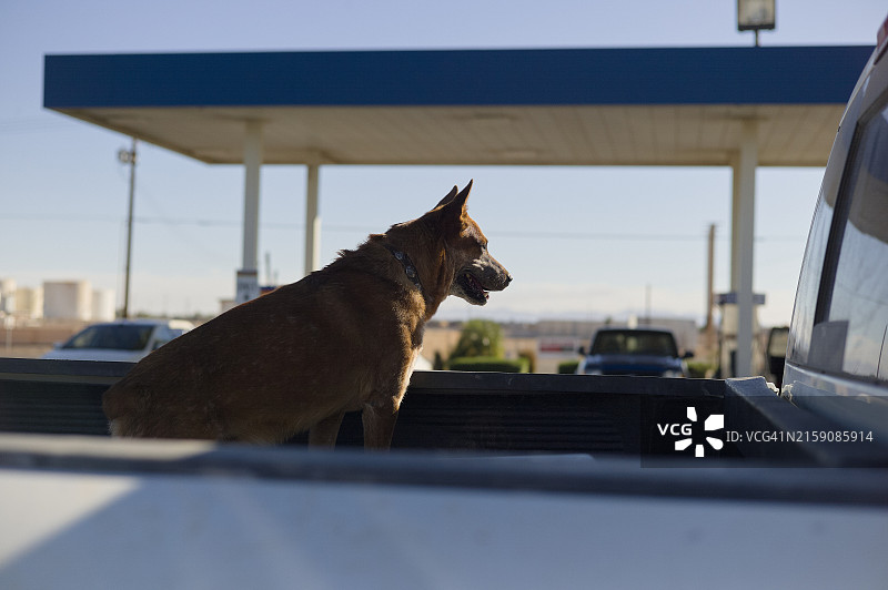 晴空下，小狗站在加油站的皮卡车上眺望远方图片素材