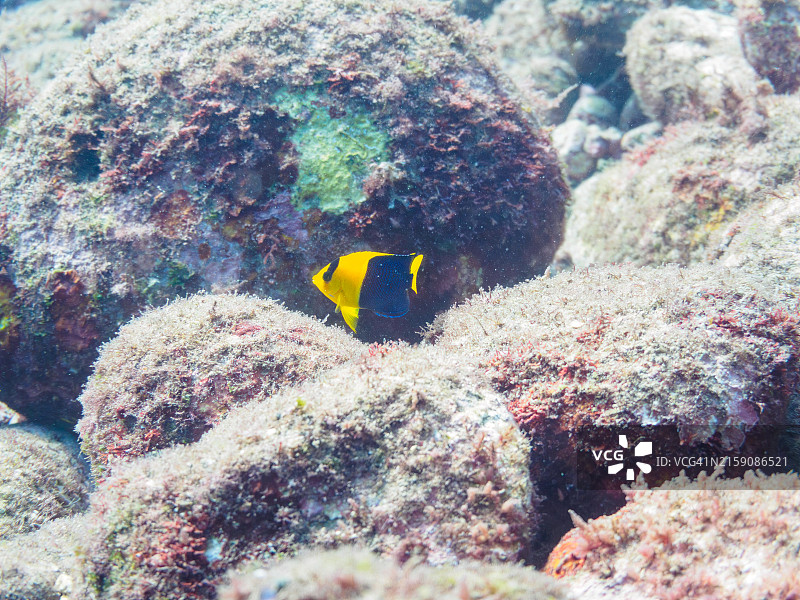 双色刺尻鱼及其他鱼类，日本静冈县伊豆半岛图片素材