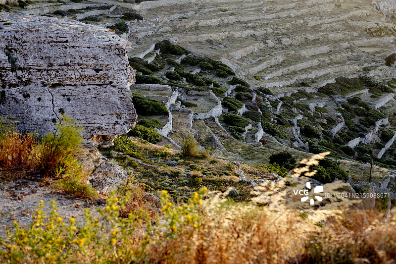 阳光下梯田的翠绿景观图片素材