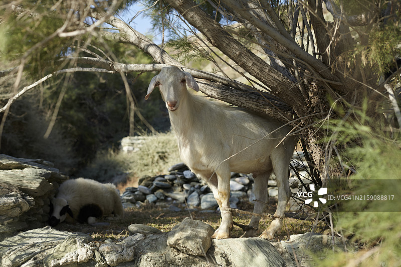 白色山羊站在岩石地形上，背景是树木，灌木下可见一只休息的绵羊图片素材