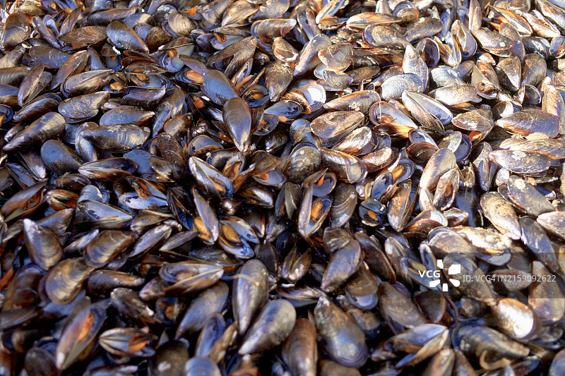 密集的深色贻贝聚集在一起，闪亮的贝壳形成有纹理的表面图片素材