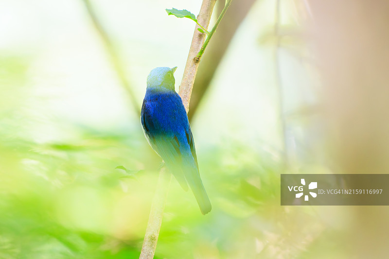 清新翠绿中鸣叫的蓝白鹟（学名：Cyanoptila cyanomelana），摄于2024年6月，日本东京秋留野市日出山步道。图片素材