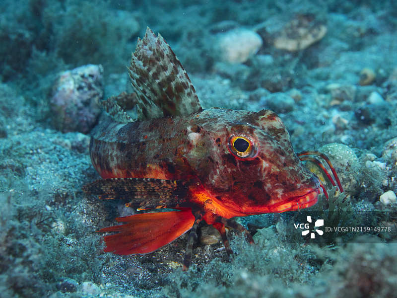 行走在沙底上的条纹鲂鮄图片素材