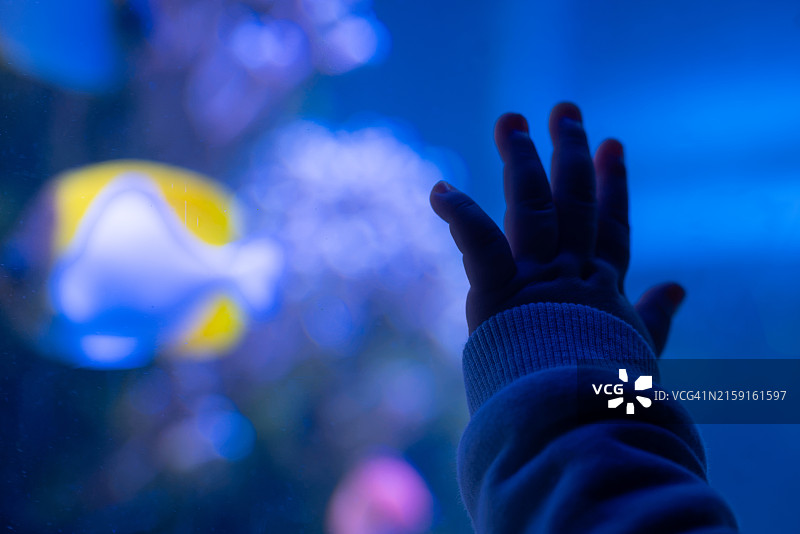 幼儿的手放在水族箱上图片素材