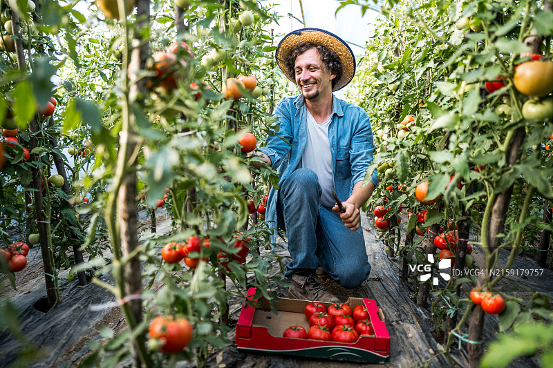 农场工人在聚乙烯隧道中采摘西红柿图片素材