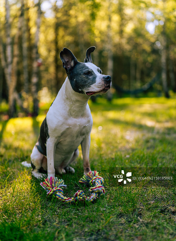 小狗在花园里玩玩具图片素材