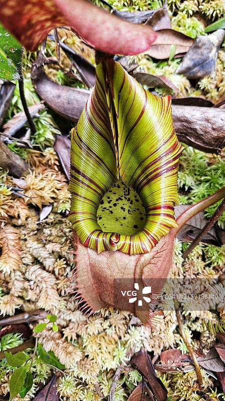 马来西亚猪笼草特写图片素材