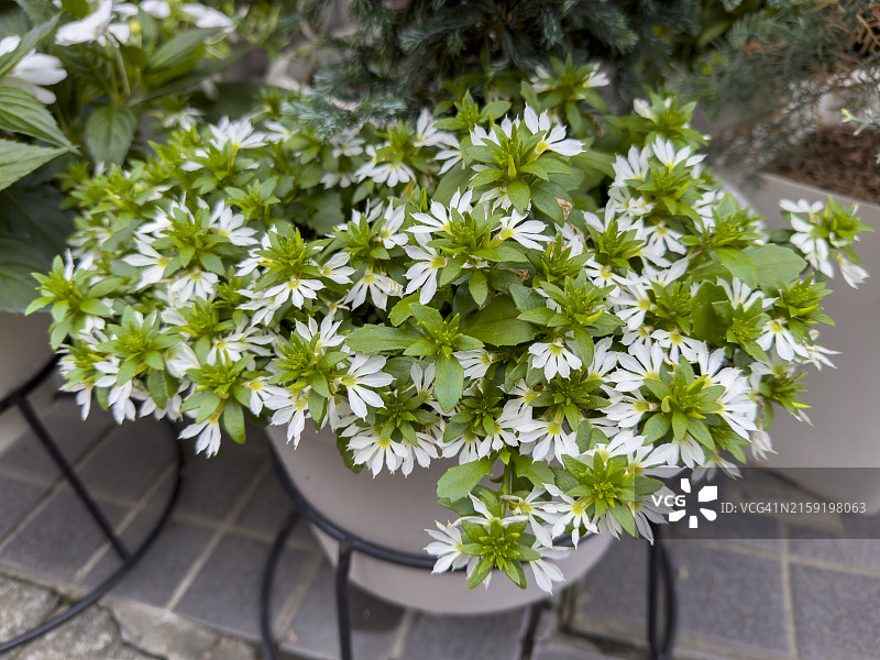 盛开的草海桐：迷人的扇形花图片素材