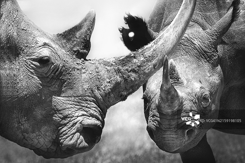肯尼亚奥尔佩杰塔的白色犀牛妈妈和黑色犀牛宝宝图片素材