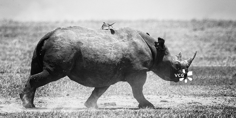 肯尼亚奥尔佩杰塔黑犀牛宝宝的可爱画像图片素材