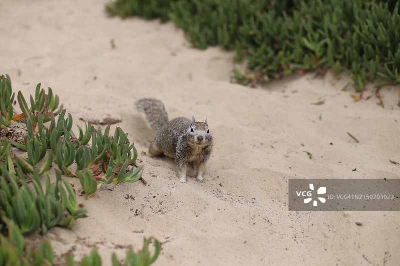 沙滩上的松鼠图片素材