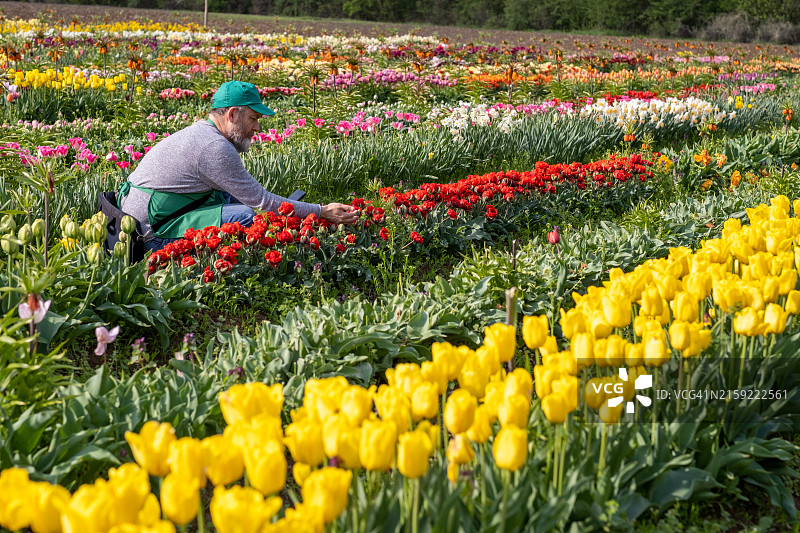 园丁种植郁金香图片素材