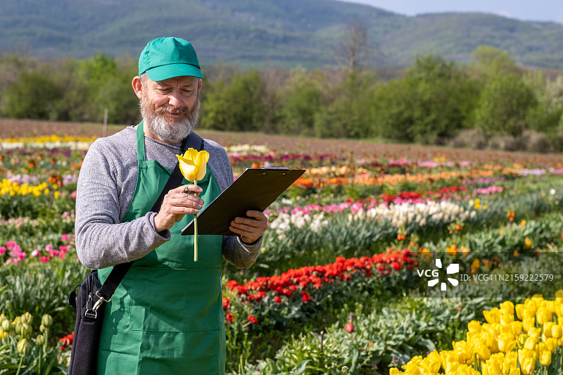 园丁种植郁金香图片素材