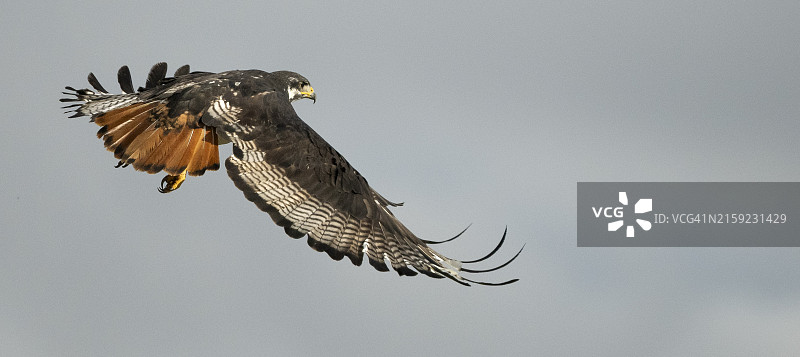 非洲棕蛇雕图片素材