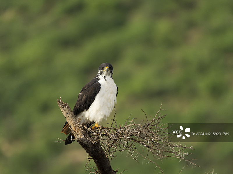 非洲棕蛇雕图片素材