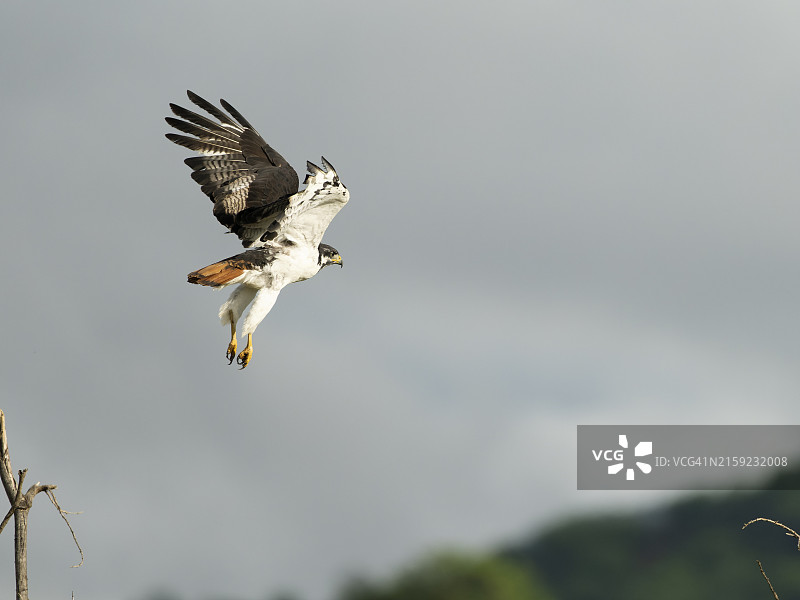 非洲棕蛇雕图片素材