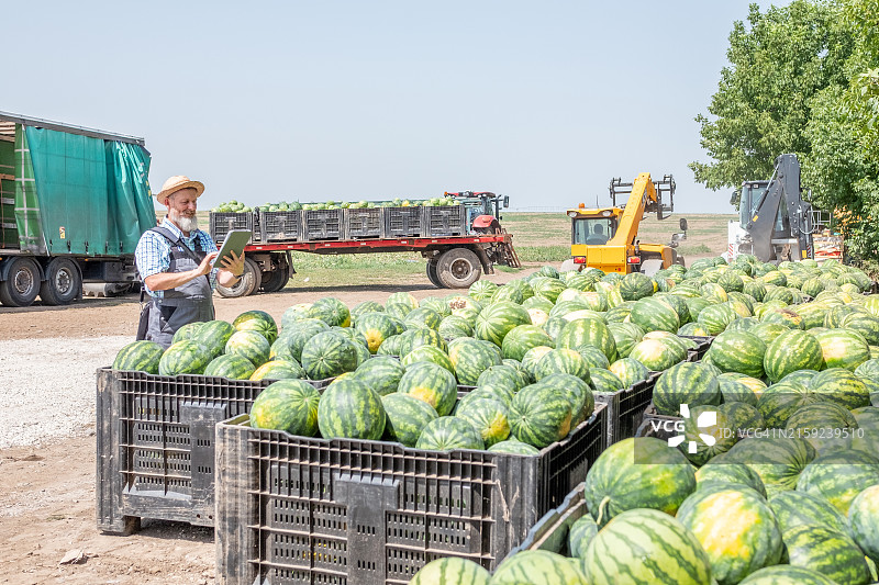 农民收获西瓜图片素材