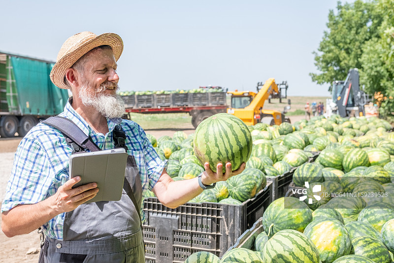 农民收获西瓜图片素材