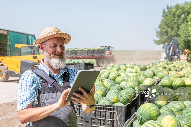 农民收获西瓜图片素材