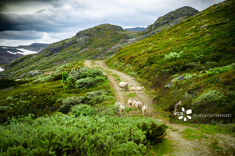 绵羊在高山上照料自己图片素材