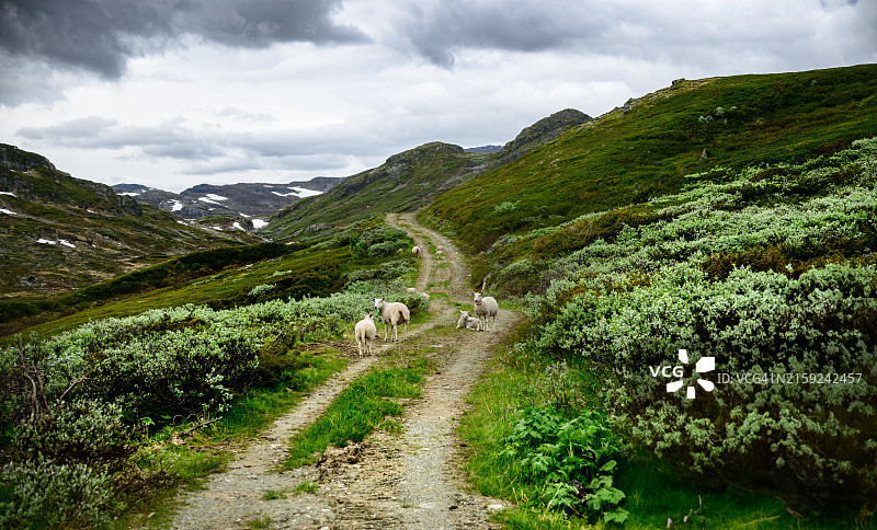 绵羊走向积雪覆盖的山区图片素材