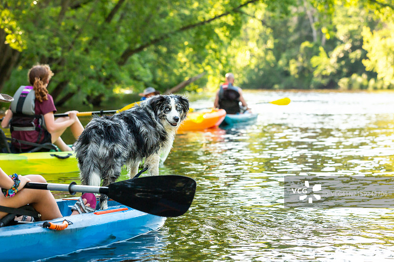 澳大利亚牧羊犬与家人一起划皮划艇图片素材