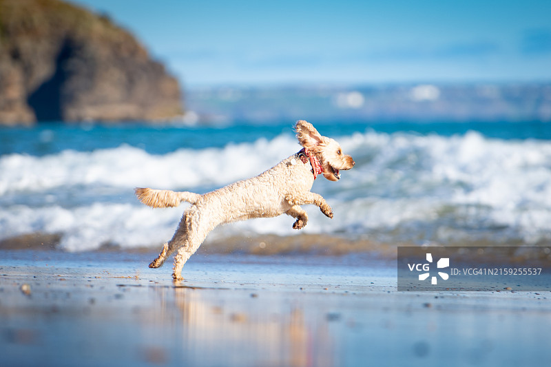 康沃尔普拉沙滩上的可卡颇犬图片素材