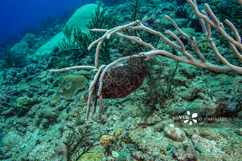 巨型篮星图片素材